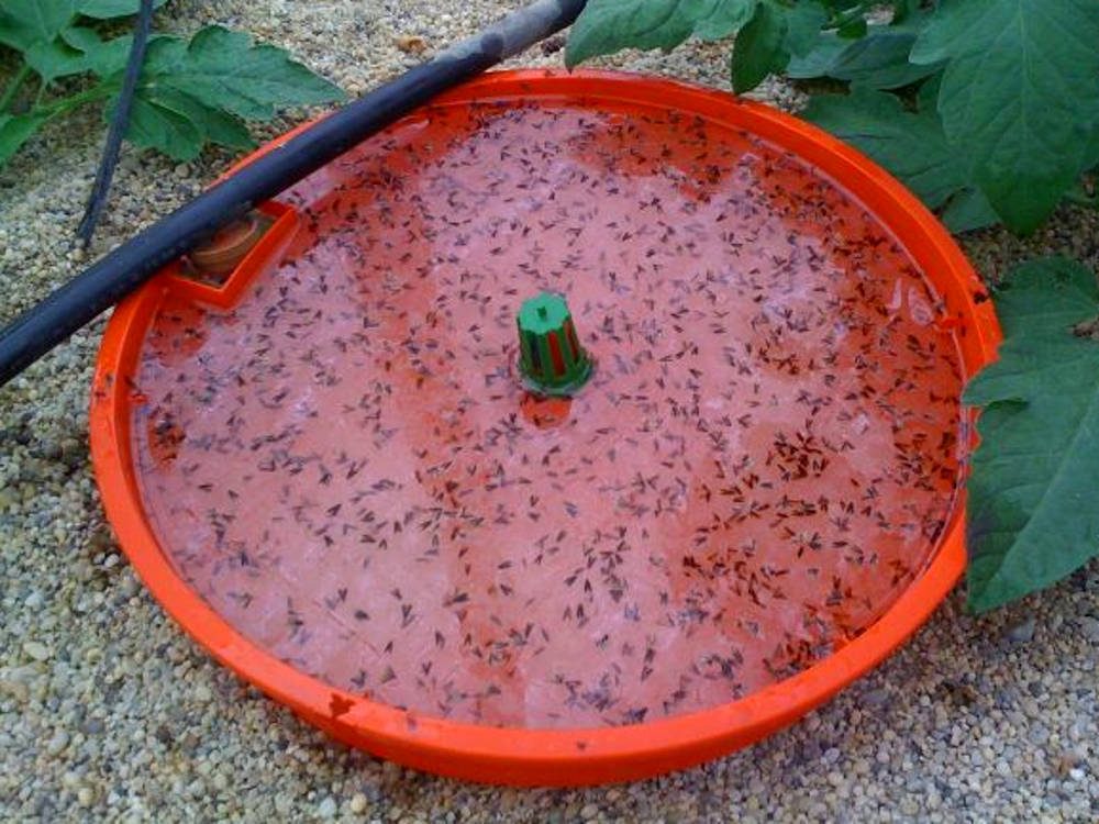 تله آبی قرمز